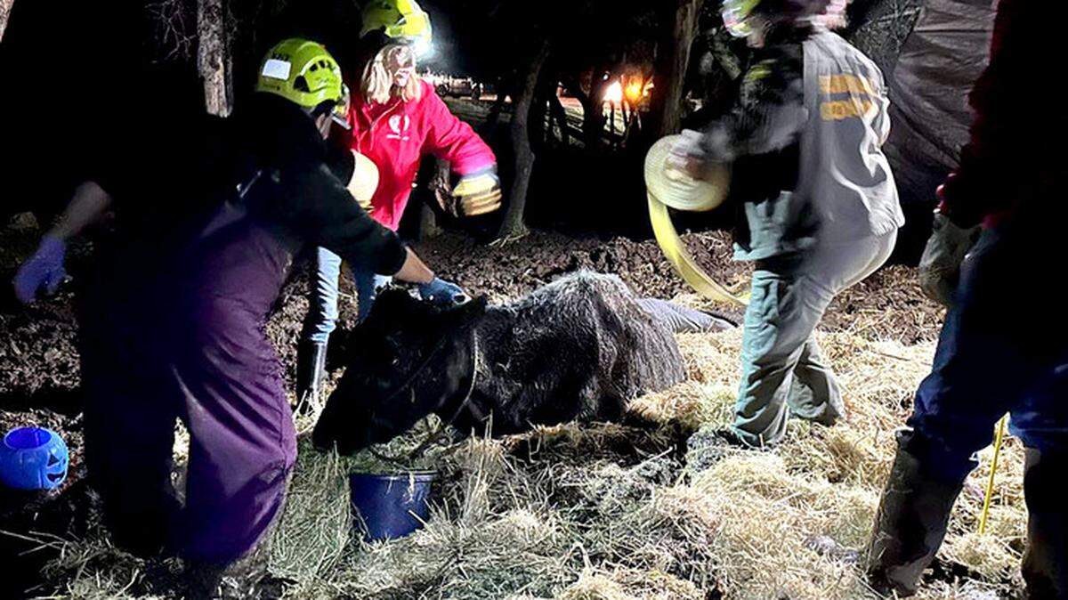 A cow mired in a muddy pit was rescued by Nevada County sheriff’s deputies and other local authorities tasked with digging it out Friday in Smartsville.