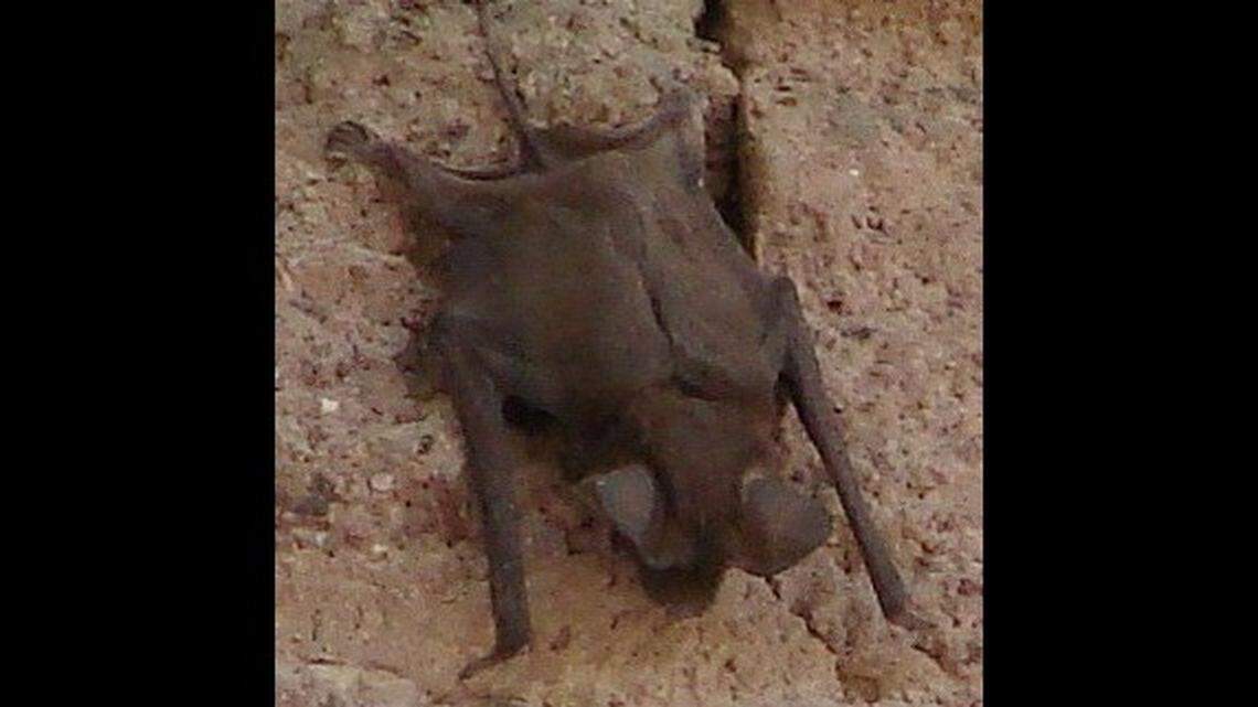 A rabid bat (not the one pictured) bit a worker on April 28 at Death Valley National Park in California, rangers said.
