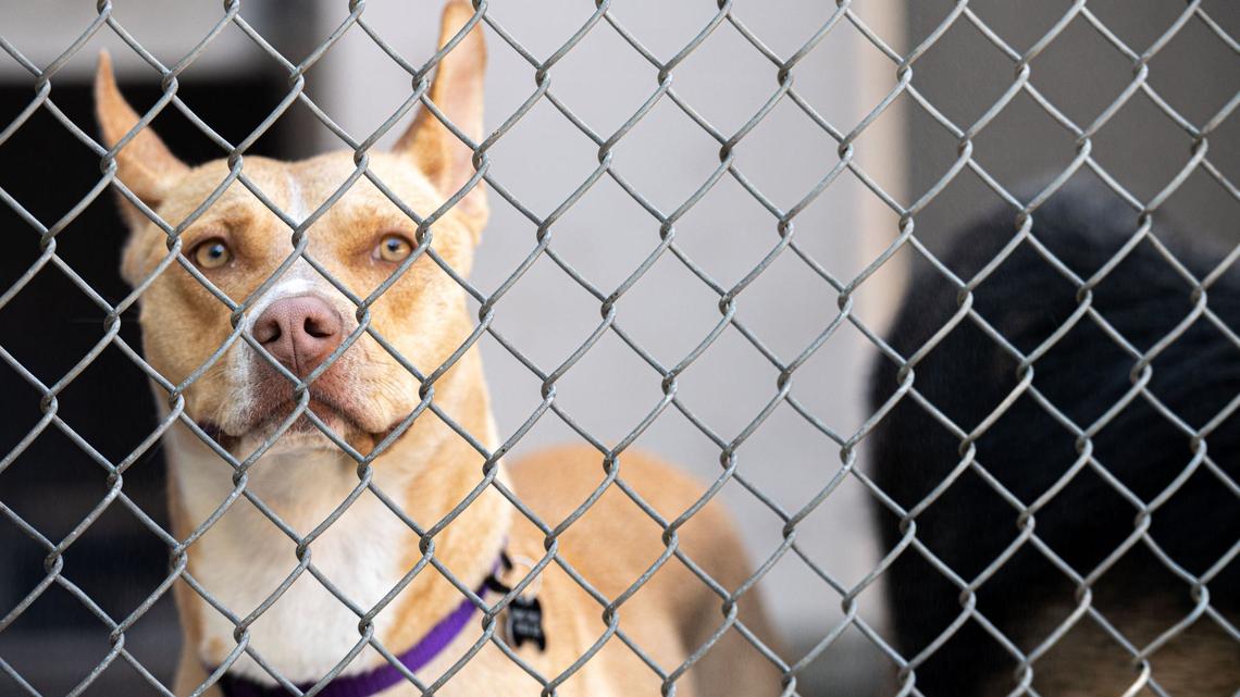 Want a four-legged Valentine’s Day date? A Sacramento shelter seeks volunteers