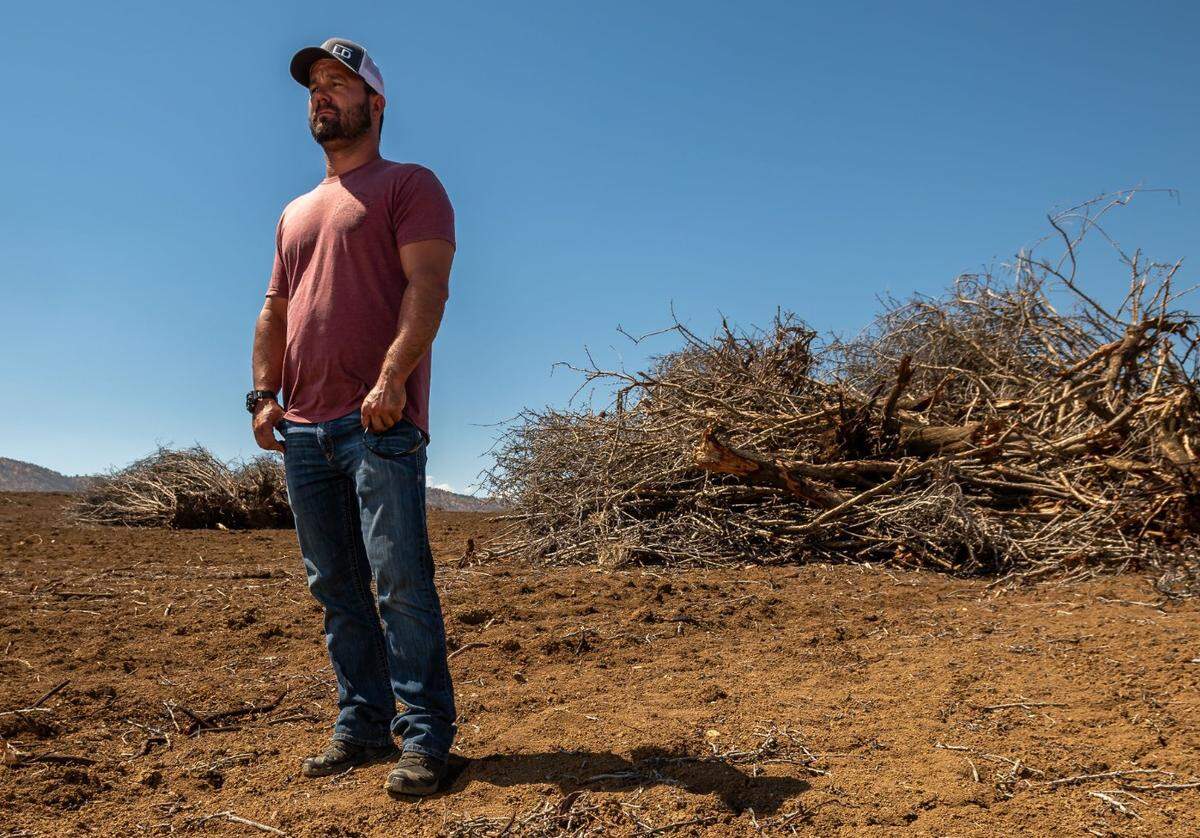 Third-generation farmer Zachary Dennis stands in July among piles of his dead almond trees waiting to be burned on land his family farms west of Maxwell in Colusa County. He had some of his orchards torn out in an effort to cut losses amid the regions ongoing megadrought. “It’s not just us that’s going to struggle,” he said. “These are farming communities that are built around the income and employment that comes off of these farms, all the way from the grocery store up to the processing plant.”