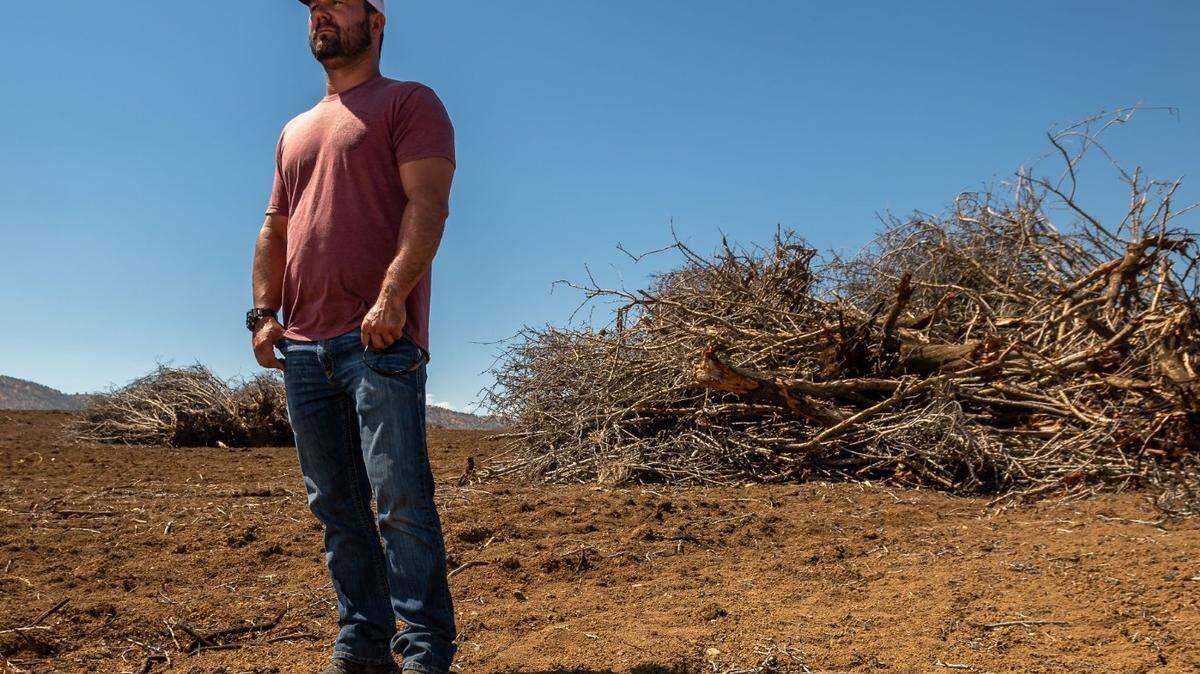 Third-generation farmer Zachary Dennis stands among piles of his dead almond trees waiting to be burned Thursday, July 14, 2022, on land his family farms west of Maxwell in Colusa County. He had some of his orchards torn out in an effort to cut losses amid the region’s ongoing megadrought. It’s not just us that’s going to struggle, he said. These are farming communities that are built around the income and employment that comes off of these farms, all the way from the grocery store up to the processing plant.