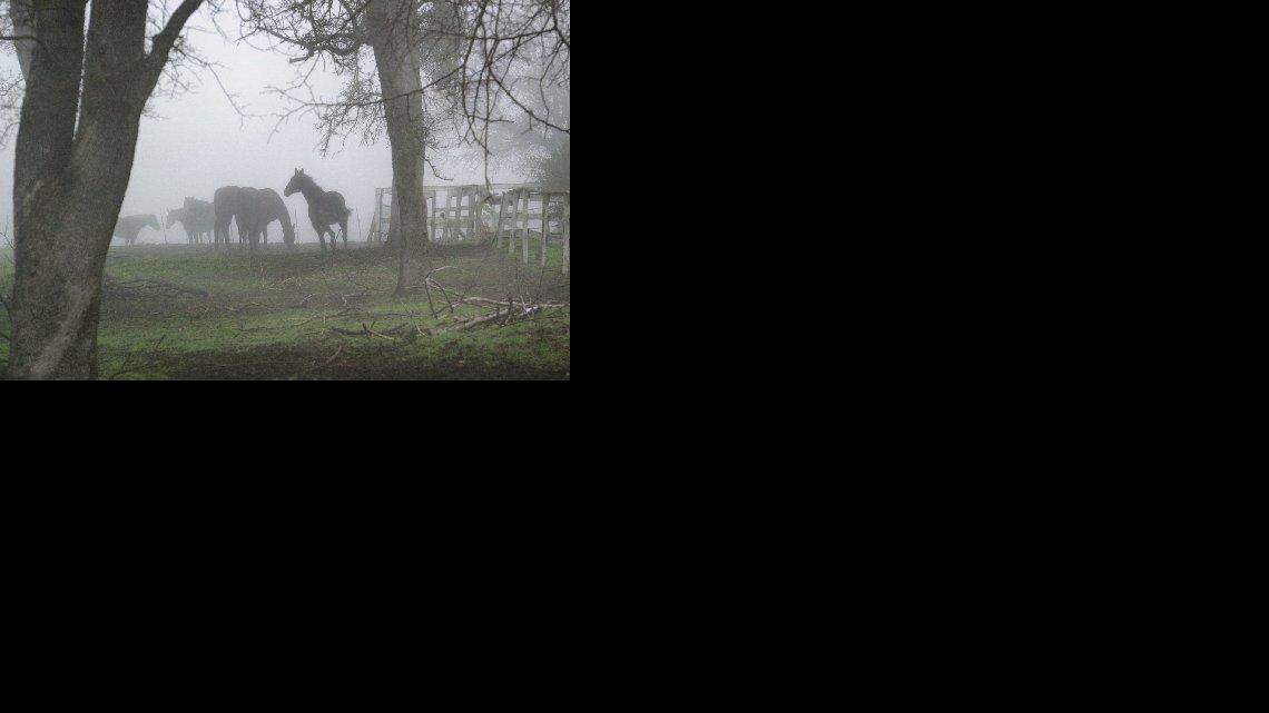 These horses in an Orangevale pasture near Elm and Hazel avenues don't seem to mind the morning fog.