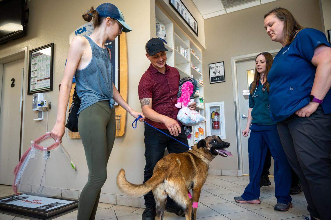 Eva, a young Belgian Malinois dog that was wounded fighting a mountain lion in rural Trinity County, is released to go home with Erin Wilson, left, and Connor Kenny on Thursday after being cared for at the VCA Asher animal hospital in Redding. Wilson said Eva saved her life after a mountain lion clawed her shoulder while they were walking along the Trinity River on Monday.