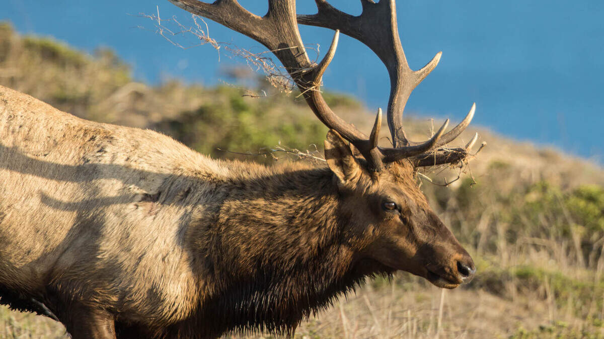 A native tule elk bull in Point Reyes National Seashore.