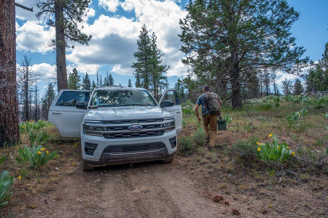 Axel Hunnicutt, chief wolf biologist and gray wolf coordinator for the California Department of Fish and Wildlife, returns to his vehicle in the high Sierra in June after discovering wolf tracks on a trail, securing a camera in a tree, and laying down scent to attract wolves for DNA collection.