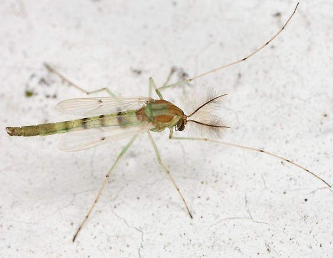 Midge is considered a nuisance fly, an annoying fly that can spread diseases to people and animals, according to California Department of Public Health.