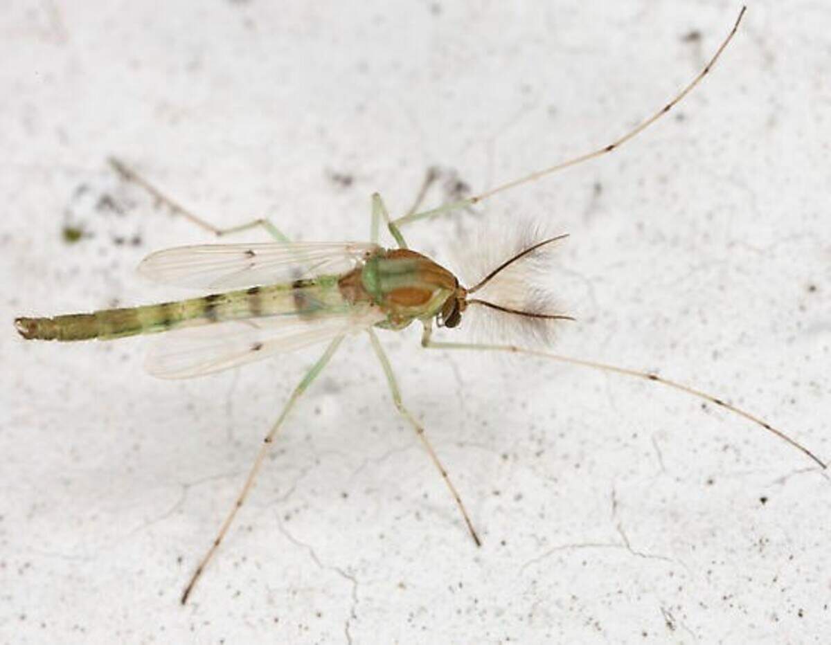 Midge is considered a nuisance fly, an annoying fly that can spread diseases to people and animals, according to California Department of Public Health.