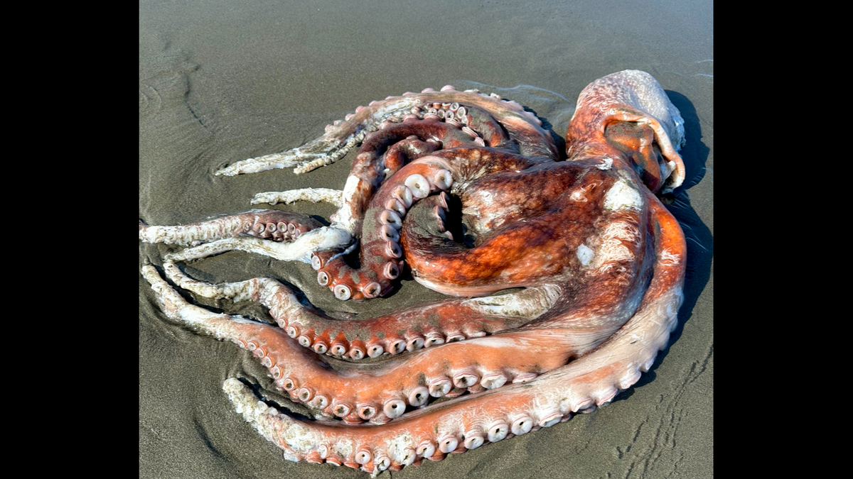 Giant Pacific Octopus typically live between three to five years, according to experts.