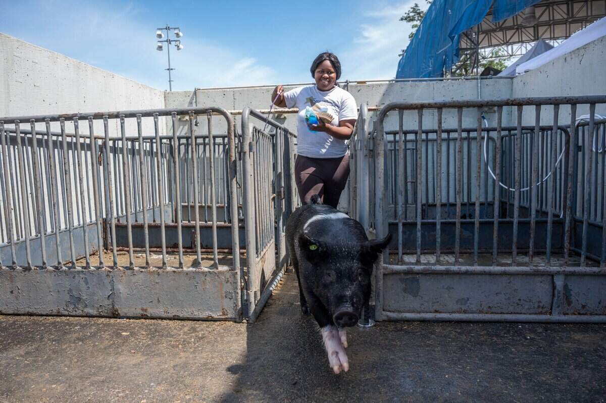 Vanessa Inneh, a senior at Pleasant Grove High School, takes her pig back to her pen during the opening day of the Sacramento County Fair at Cal Expo on Thursday.