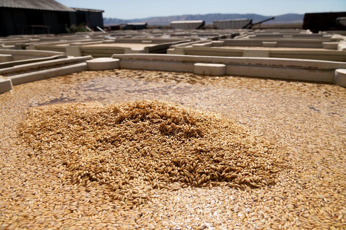Rice kernels soak in water in a bin for 24 to 48 hours at the Sacramento Valley Seed Company in preparation for planting. Once fully soaked, the kernels sink in the water.
