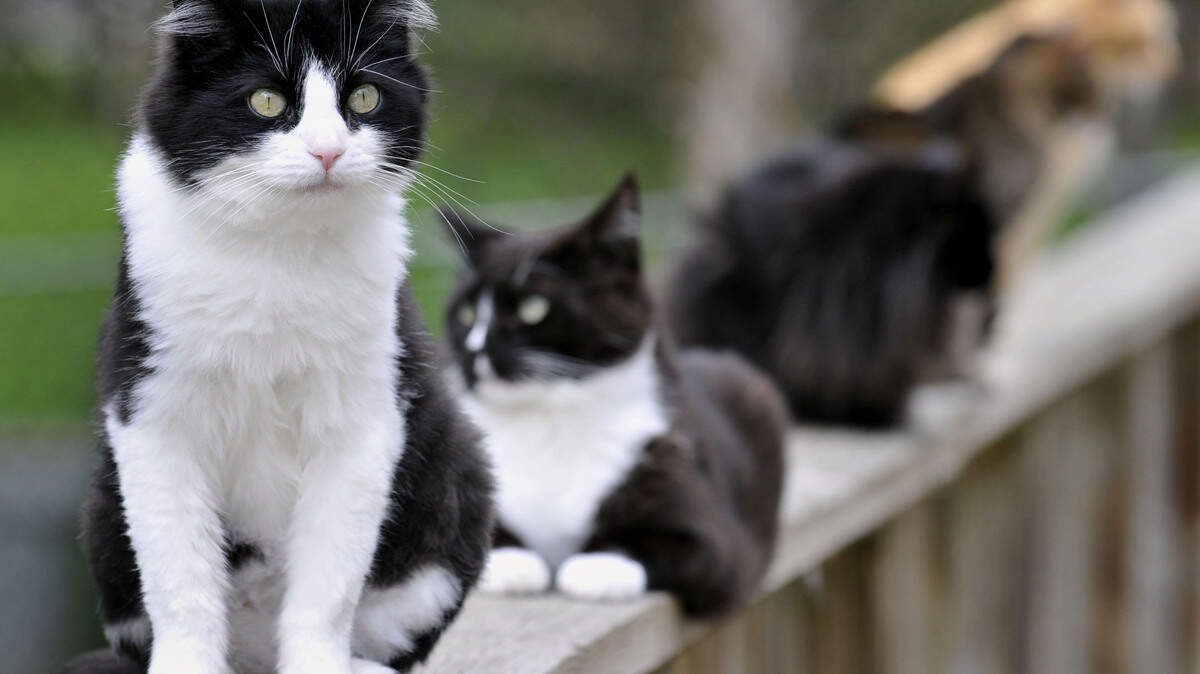 A “rare but serious case of pneumonic plague” infection was transmitted from sick pet cats to a Wyoming resident, officials said. Those are not the cats pictured.