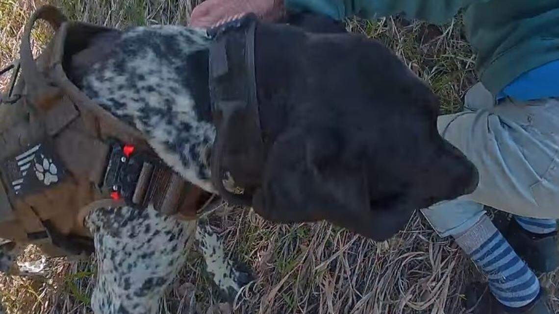 A Greenwood Village police dog found a missing 85-year-old woman clinging to a tree in a steep ravine, Colorado cops say.