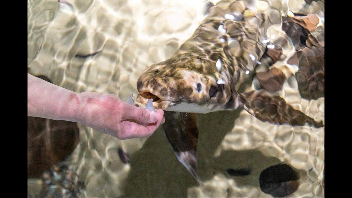 An ancient fish like Methuselah help researchers “understand maximum longevity of a species under ideal care conditions,” Mayne said.