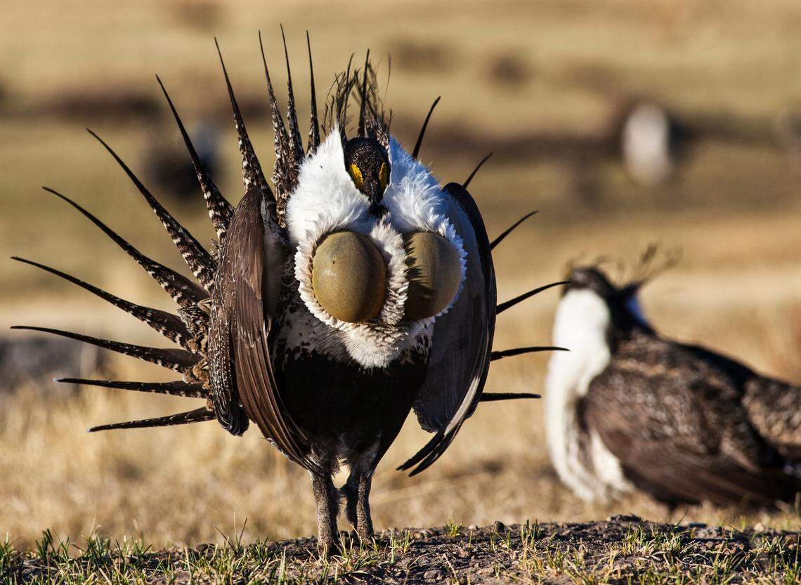 A male greater sage grouse struts as part of the bird’s elaborate mating ritual, which takes place in breeding groups called “leks.”