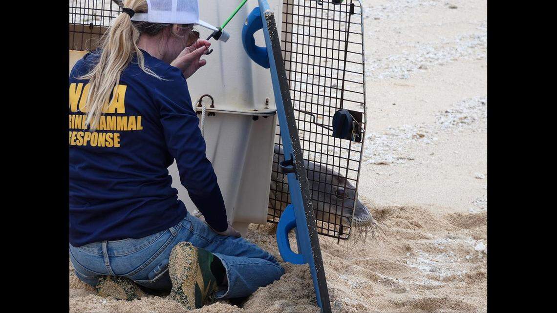 Diana Kramer, Regional Stranding Coordinator, NOAA Fisheries Pacific Islands region, releases RQ76 on Oʻahu.