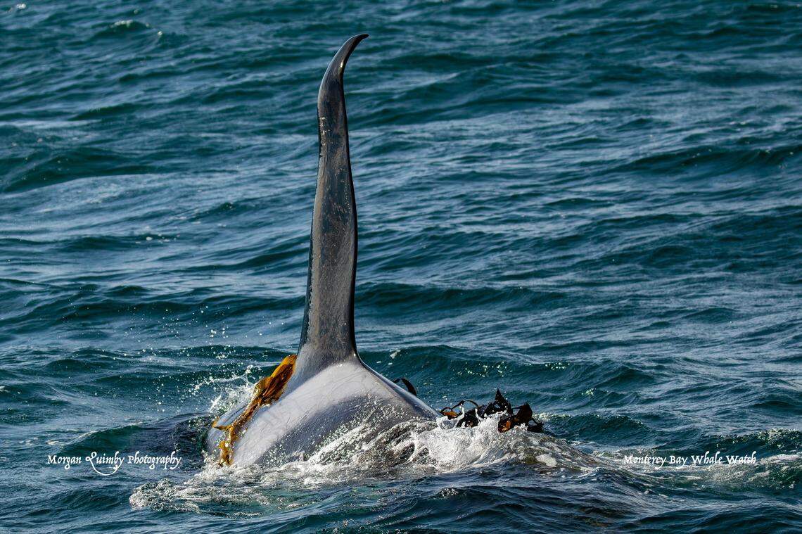 Some of the killer whales were seen with kelp on their backs, witnesses said.