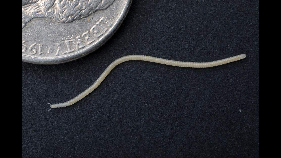 The tiny, pale millipede, named Illacme socal, has been found “thriving in the soil” under Orange and Los Angeles Counties, researchers said.