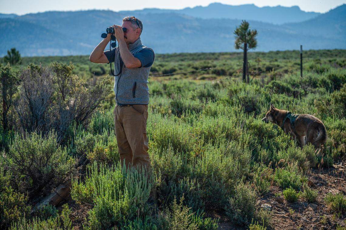 Axel Hunnicutt, chief wolf biologist and gray wolf coordinator for the California Department of Fish and Wildlife, uses binoculars to search for wolves in the Sierra Valley alongside his rescue dog, Yeats, in June. He is tracking a wolf pack called the Beyem Sego Pack, believed to include at least three adults: a black male from Oregon, a mother, and her daughter.