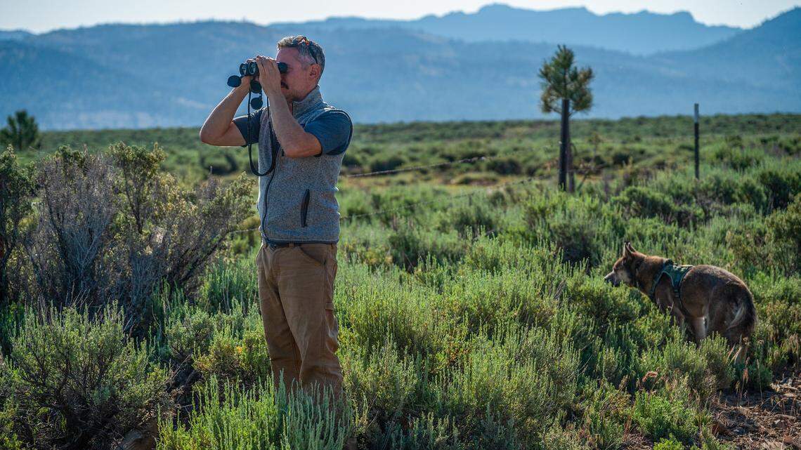 Can California protect wolves along with people and livestock?