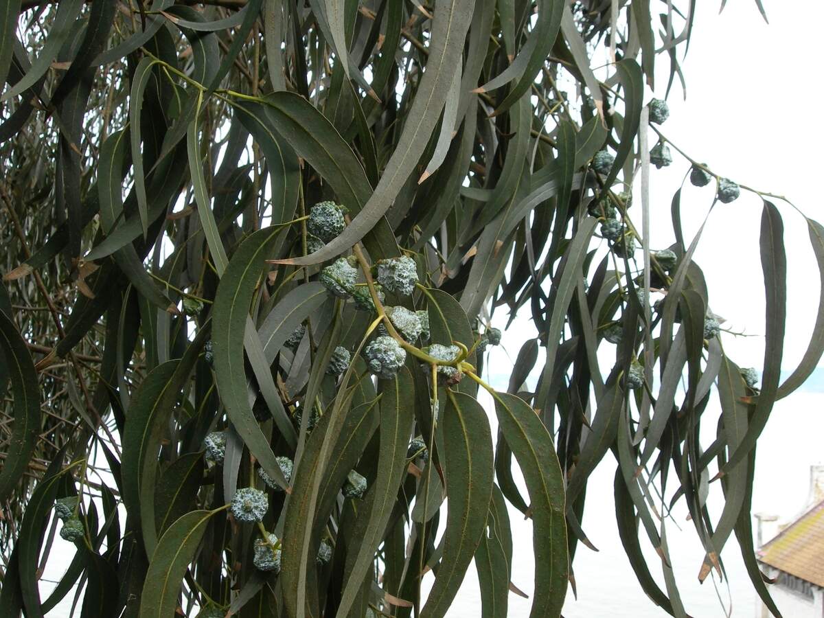 Eucalyptus tree