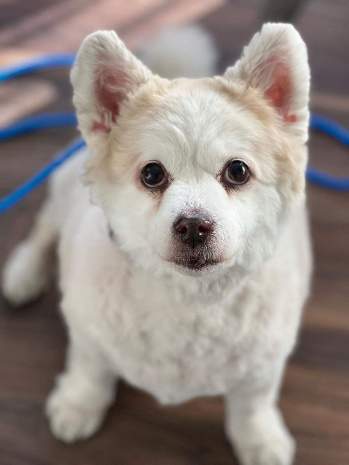 One of the animals rescued from the Los Angeles-area by the Sacramento SPCA.