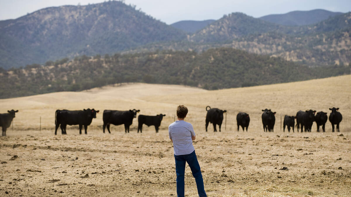 Mary Wells en su rancho de ganado en la ubicación propuesta para el embalse de Sites, en el Condado de Colusa, en 2009. Wells, antigua administradora de recursos hídricos y responsable política en el norte de California, está a favor del proyecto a pesar de que perdería su granja.