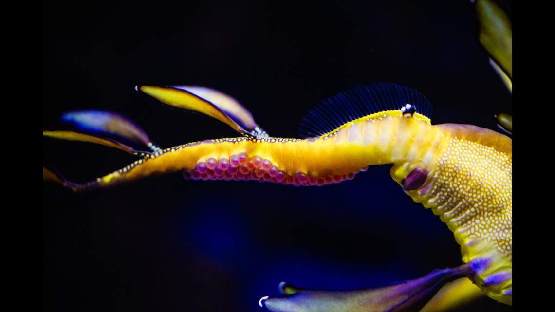 In “an extremely rare occurrence,” a pregnant male seadragon made history at a California aquarium.