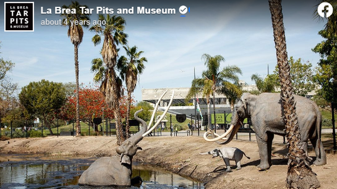 Only two geese survived after a flock of 15 wild geese landed in hot oil at the La Brea Tar Pits in California, rescuers say.