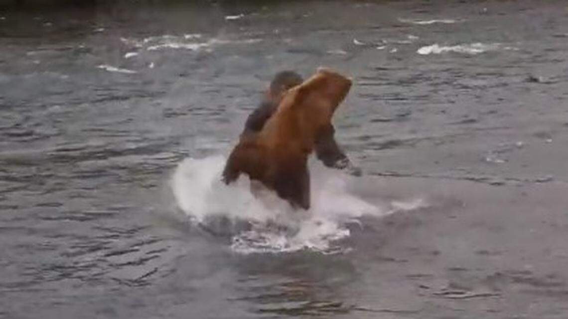 A livecam video from Katmai National Park posted by Explore.org shows two large brown bears brawling over salmon in Alaska.