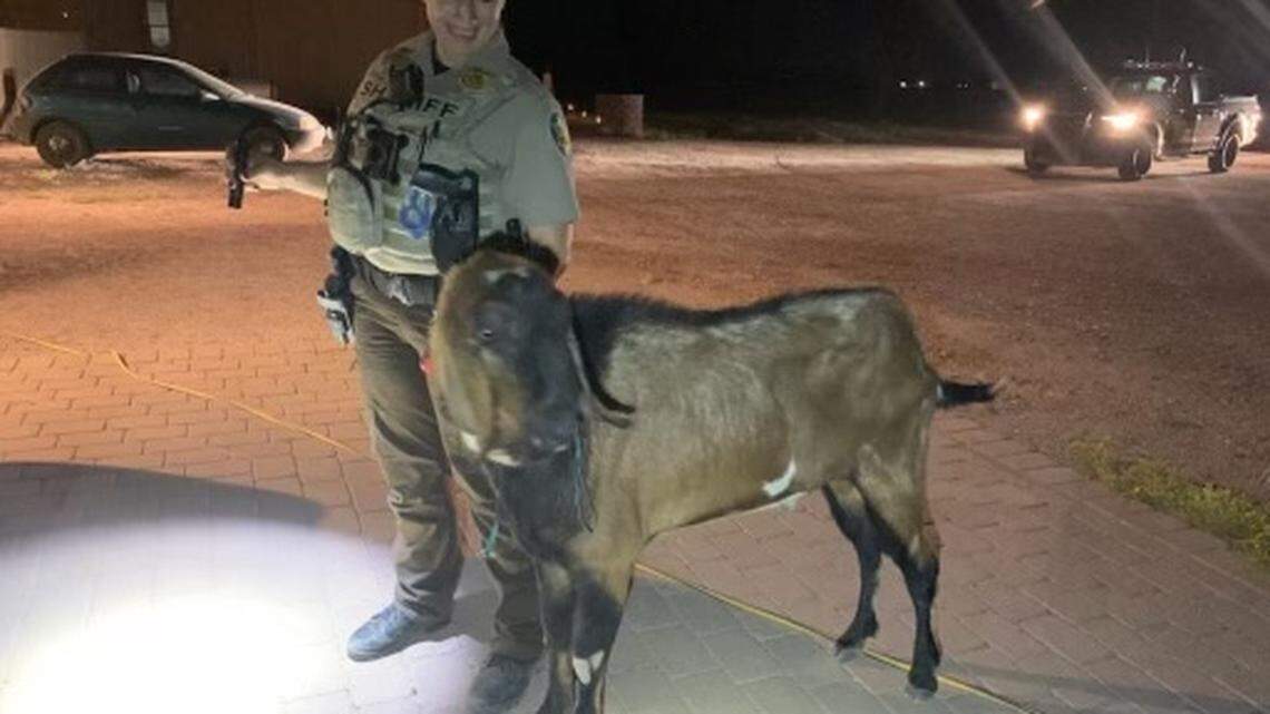 Deputies caught a goat terrorizing a Maricopa County community, according to a Sept. 13, 2022, Facebook post. The goat chased a person, peed on a deputy and damaged a garage door.