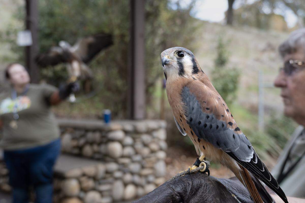 An American Kestrel bird is a permanent resident at the Effie Yeaw Nature Center. The nature center desperately needs to update and expand their outdoor animal enclosures. They are asking Book of Dreams readers to contribute $12,210 to buy an outdoor enclosure for large birds now at the nature preserve.