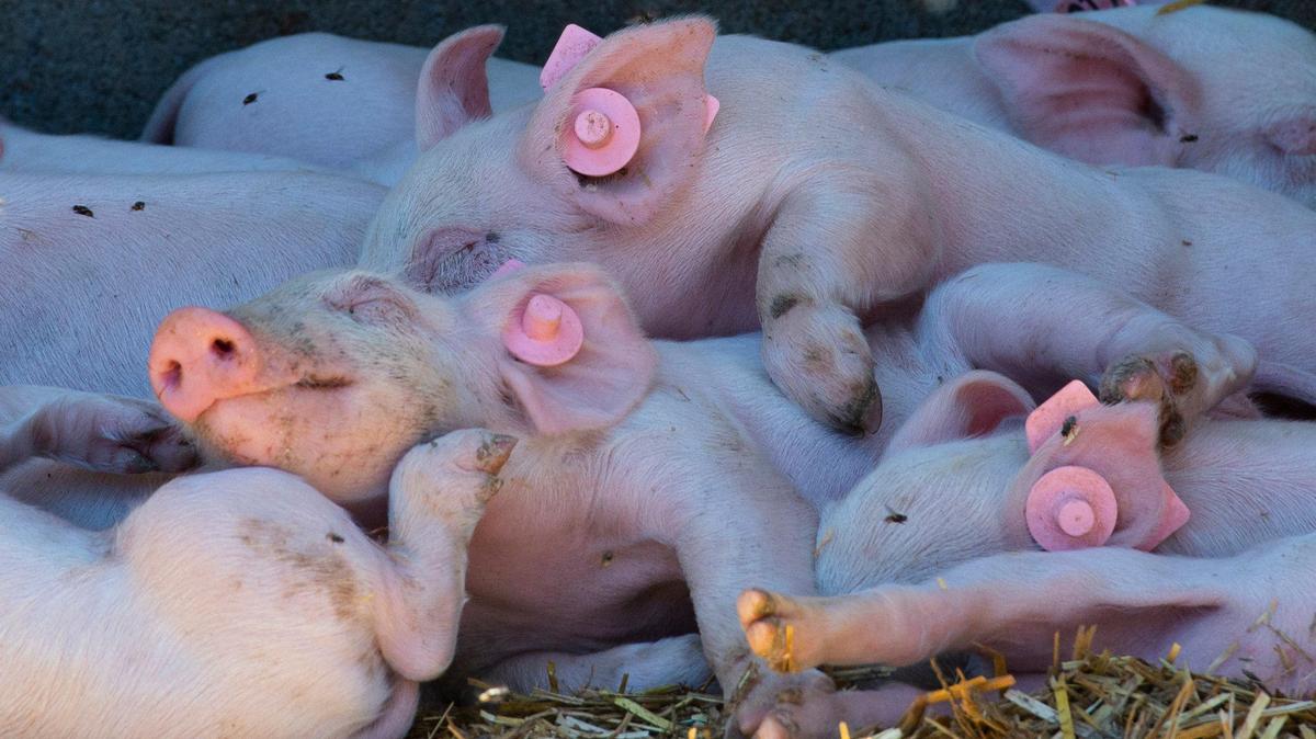 Piglets at a farm in Chico.