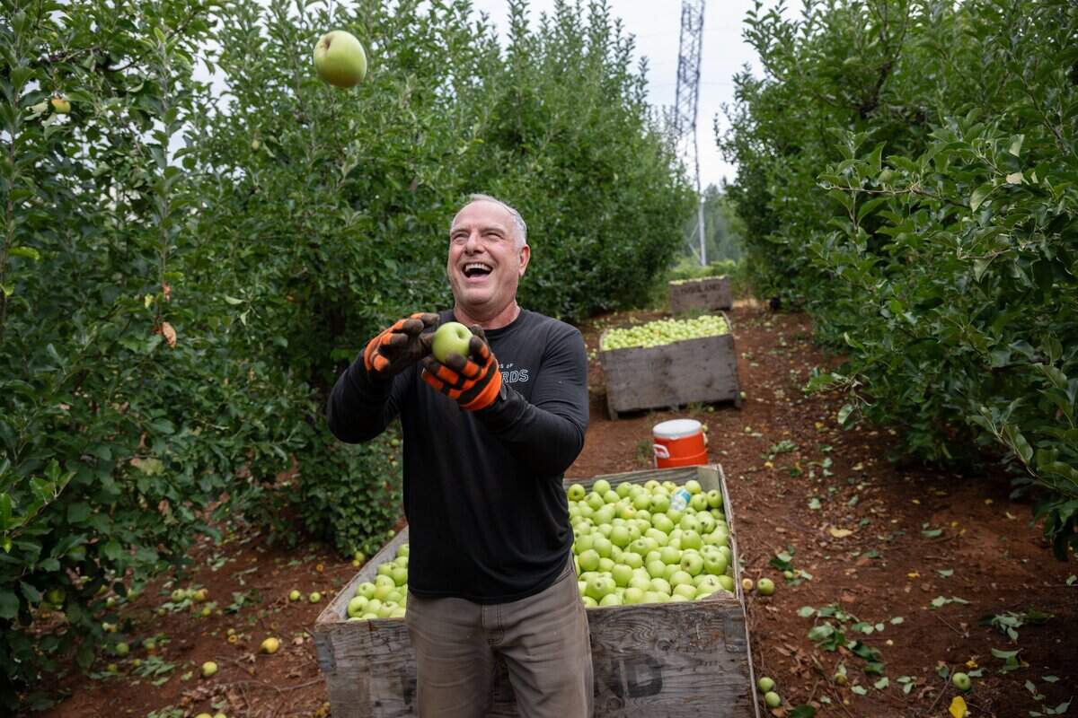 Delfino Farms owner Chris Delfino sits next to a bin of Golden Delicious apples picked Tuesday in El Dorado County. He and other members of the Apple Hill Growers Association have a bumper crop waiting for customers.