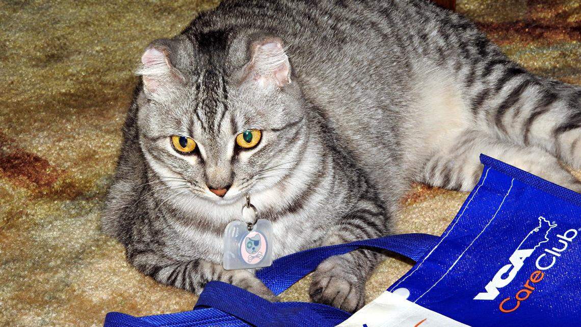 Burnee survived the camp fire and is living a comfortable life with his new family.