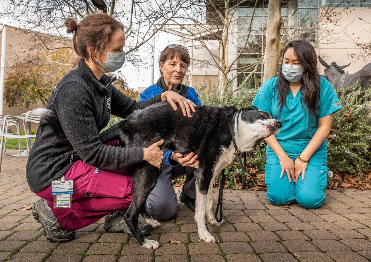 A border collie named River gets love from UC Davis School of Veterinary Medicine Neurology and Neurosurgery veterinarians Marguerite Knipe, left, and Amanda Xue, right, outside the small animal clinic with his owner Lin Drafton on Monday. River suffered spinal injuries and was paralyzed in his hind legs after collapsing unexpectedly in October. He can walk again following neurosurgery by UC Davis veterinarians.