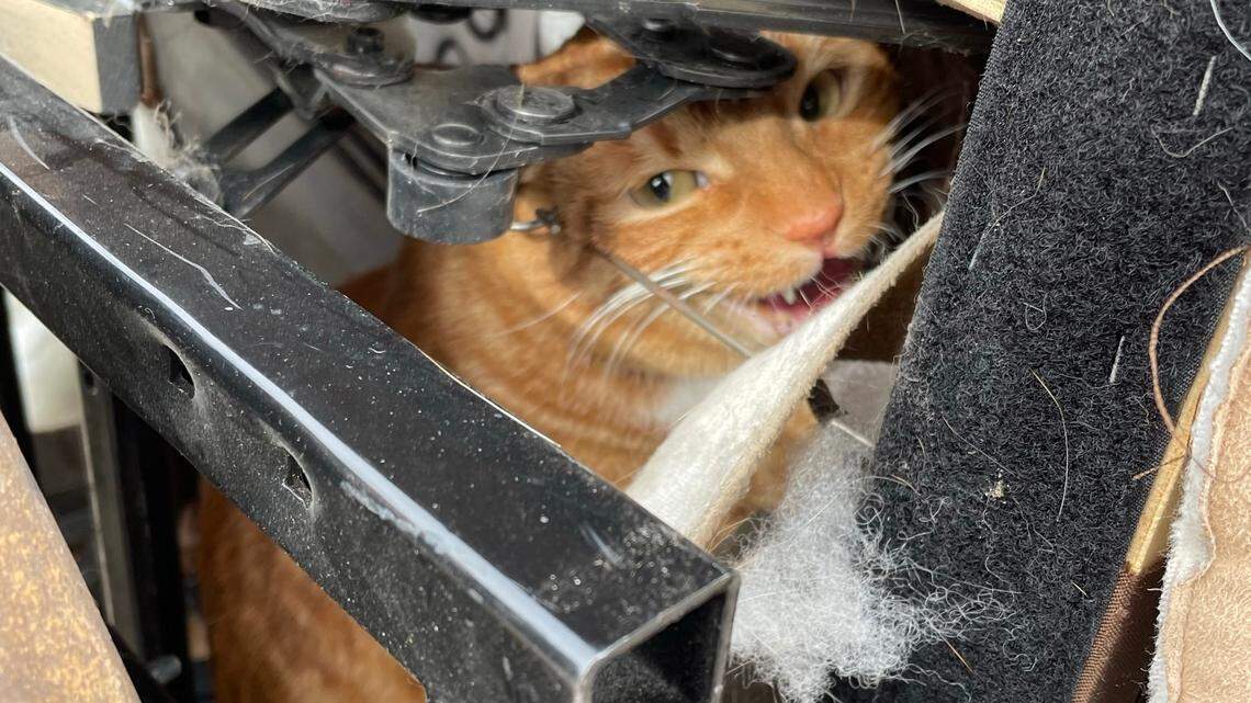 An orange cat named Montequlla was hiding inside a recliner when it was donated to a Colorado thrift store, according to a Denver Animal Shelter Facebook post on Jan. 4, 2022. The family picked up the cat from the shelter when they realized their pet was missing.