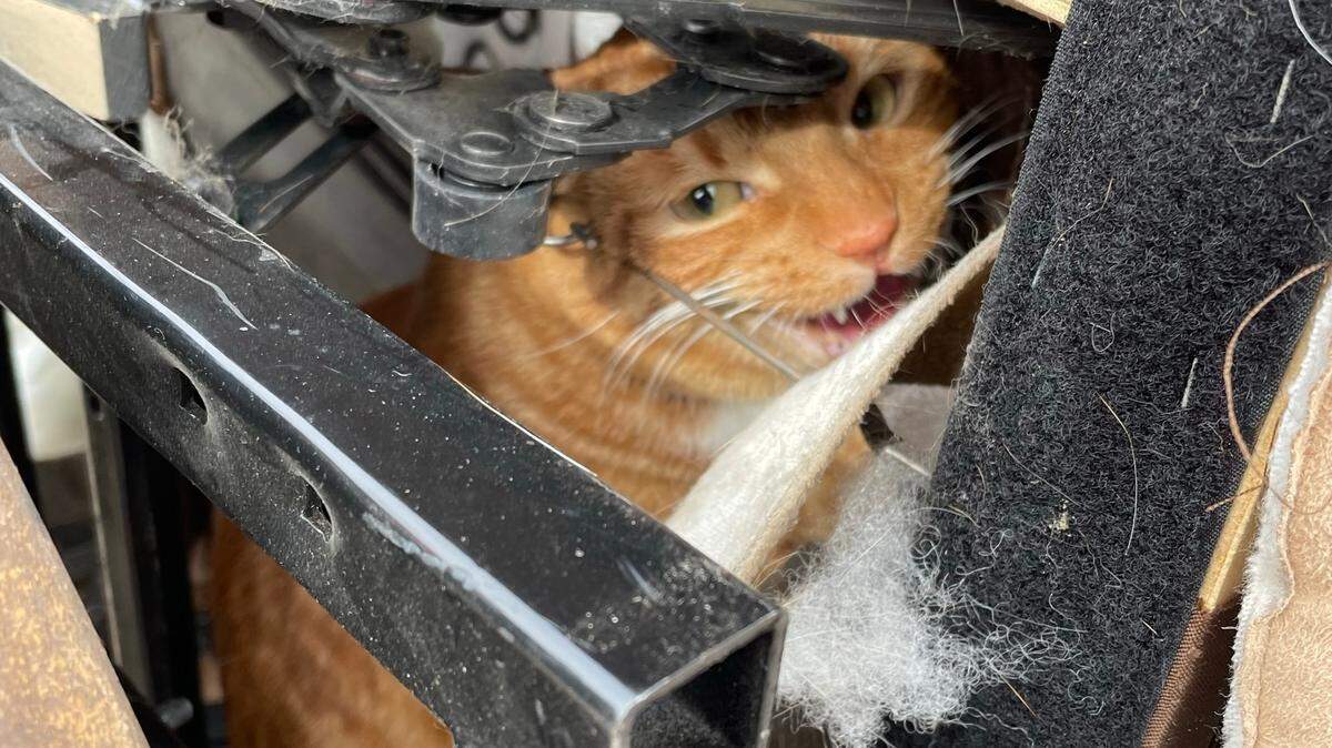 An orange cat named Montequlla was hiding inside a recliner when it was donated to a Colorado thrift store, according to a Denver Animal Shelter Facebook post on Jan. 4, 2022. The family picked up the cat from the shelter when they realized their pet was missing.