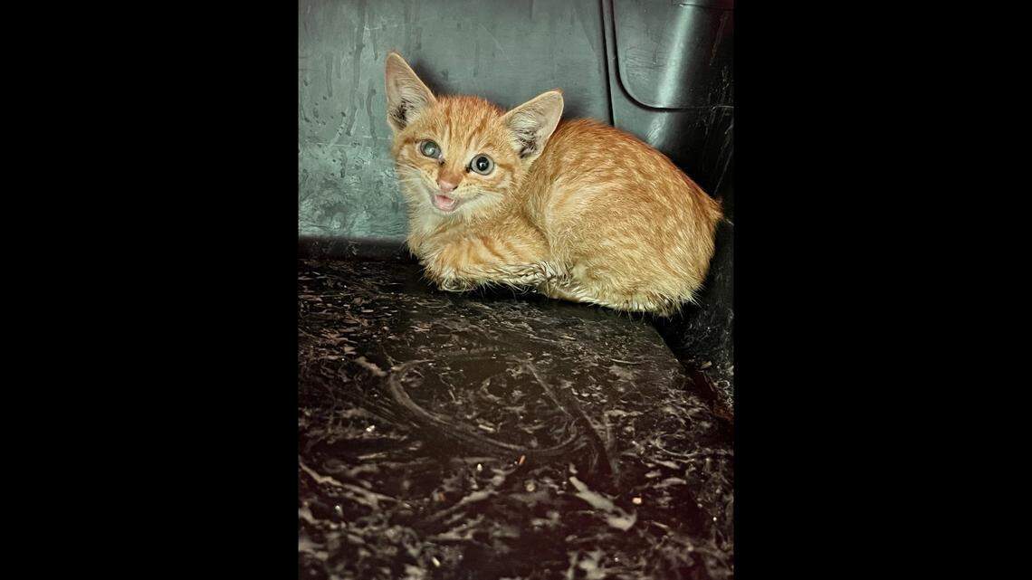 A noisy kitten was rescued after it got stuck inside an underground electrical pipe, according to a California nonprofit. 