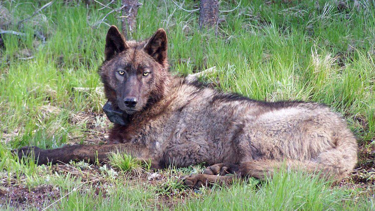 OR-25, a male gray wolf formerly of eastern Oregon’s Imnaha Pack, lies in a meadow after being radio-collared by Oregon wildlife officials in 2014. Endangered gray wolves have gained more ground in California with 3 new packs spotted in Shasta, Tehama, and Lassen counties.