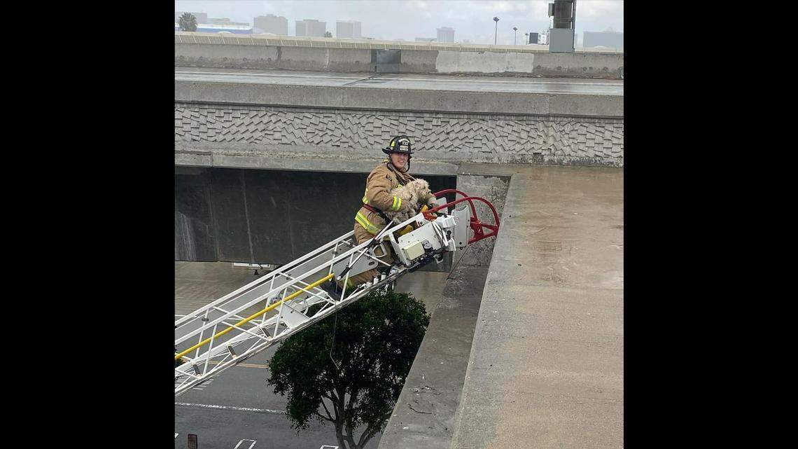 A small dog stranded on an overpass ledge over Interstate 105 in El Segundo, California, bit a firefighter who rescued it using a ladder, officials said.