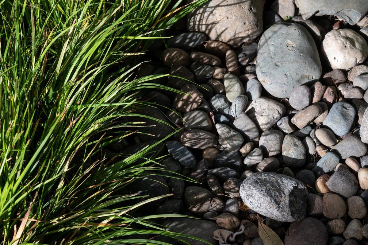 Drought tolerant plants fill the front yard of Jeff and Desiree Cherye’s home in Sacramento. The couple made the choice to remove their lawn and replace it with drought tolerant plants.