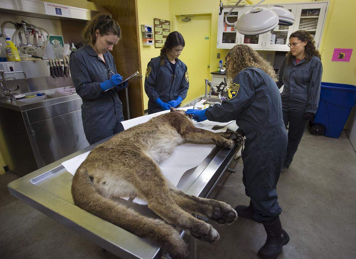 Biologists with the state Department of Fish and Wildlife, lead by veterinarian Deana Clifford, right, perform a necropsy on a mountain lion in 2017 in Rancho Cordova.