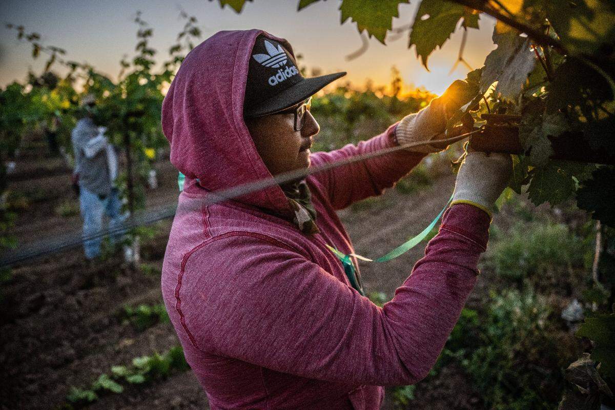 Carlos Alfonso Perez, 23, who lives at the Lodi Migrant Housing Center with his family, prunes grape vines as the sun rises in August. Perez graduated with his Bachelor of Arts in Spanish from Sacramento State and said he follows a credo he learned in Mexico, “having our feet in the dirt, so we remember where we came from.” 