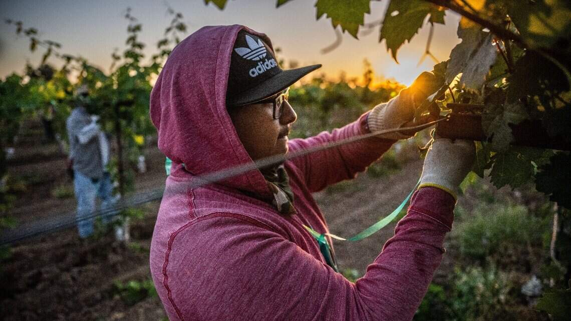 Está a mitad de su maestría en Sacramento State. Sigue trabajando en el campo
