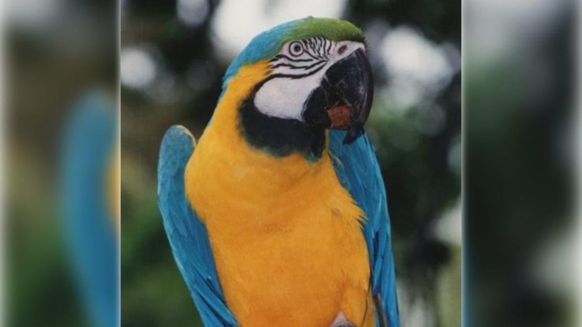 Julio, a blue-and-gold macaw, is seen at the Sacramento Zoo in 2014. Zoo officials announced Tuesday that Julio died of cardiac arrest during a veterinary procedure the previous week.