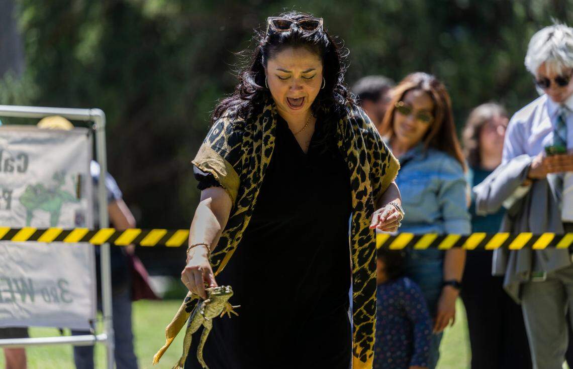 Jeanelle Loui, office manager for the Lieutenant Governor’s Office, screams as she prepares to drop her frog during the 49th annual Capitol Frog Jump on Tuesday, May 6, 2025. Loui was the winner of the contest with a 14-foot, 1-inch jump. The event, inspired a story written by Mark Twain, promotes the Calaveras County Fair and Jumping Frog Jubilee from May 15-18 in Angels Camp.