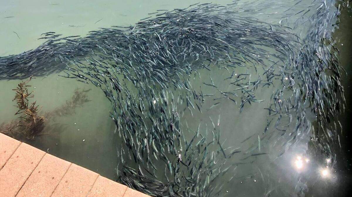 Santa Cruz Harbor officials turn on aerators to avoid a mass die-off as thousands of anchovies invade the California harbor.