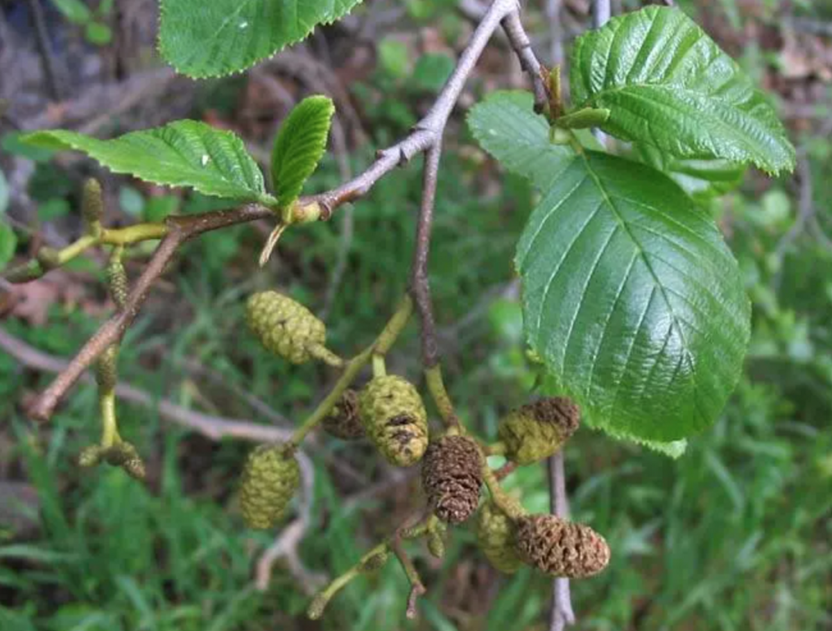 California white alder tree