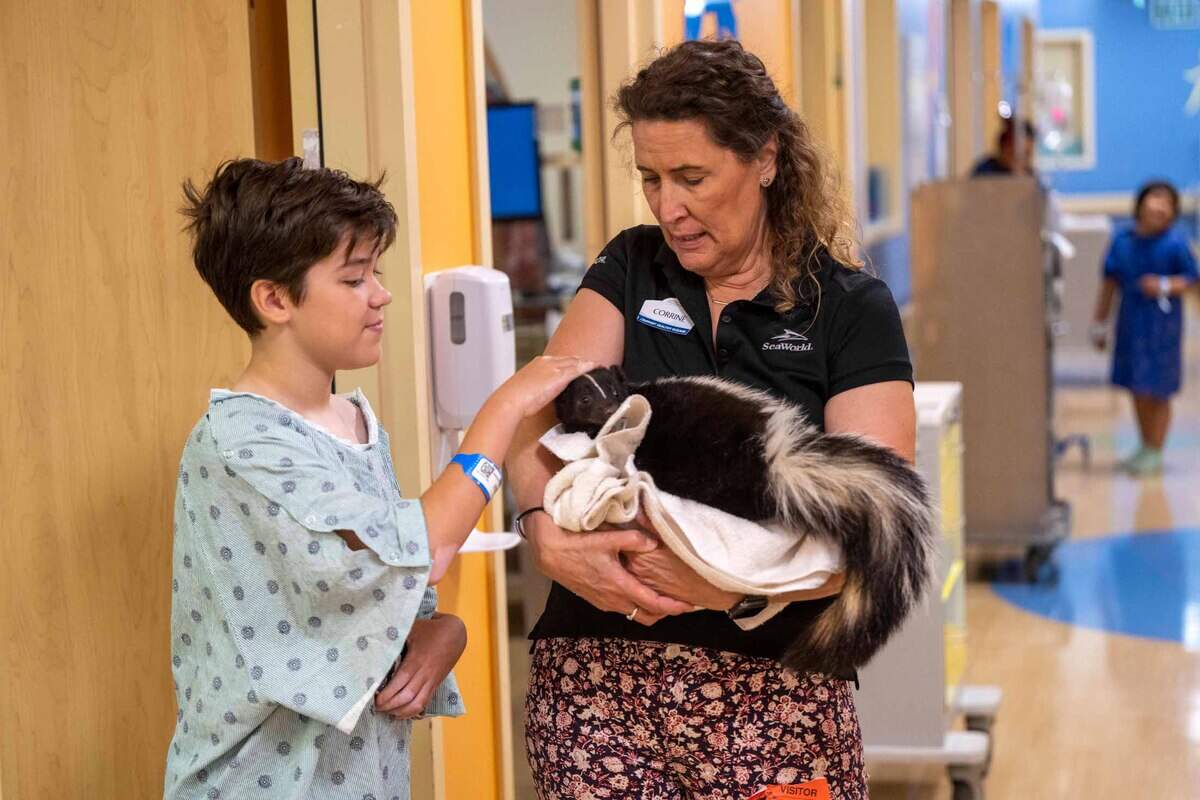 Patient Matt Prado, 11, left pets a skunk named Flower held by SeaWorld handler Corrine Brindley on Wednesday. “They’re really cute,” he said. SeaWorld brought rescued animals for children at the hospital to experience including a great horned owl, raven, alligator, kangaroo, tortoise and sloth.