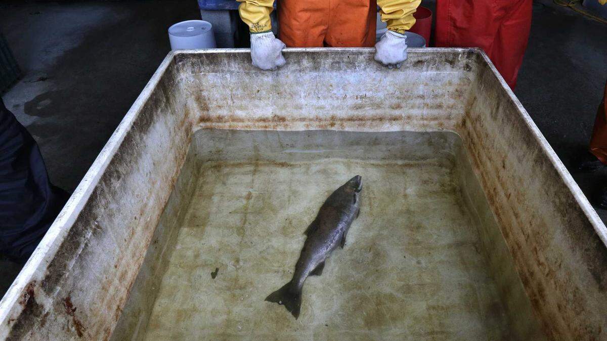 A dead coho salmon is placed in a tank of clear water after it died from four hours of exposure to unfiltered highway runoff water near Seattle in 2014. Scientists have tied a widely used but toxic antioxidant used on car tires to deaths of coho salmon with implications for California fish, newly released research shows.